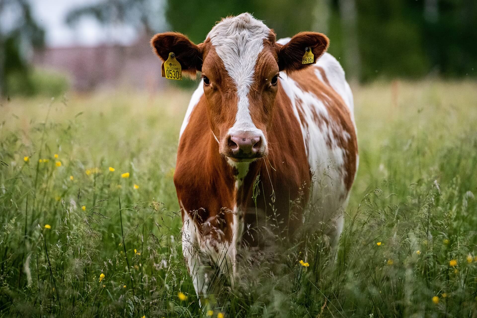 Poziv uzgajivačima krava da se prijave za bespovratnu isporuku merkantilnog kukuruza